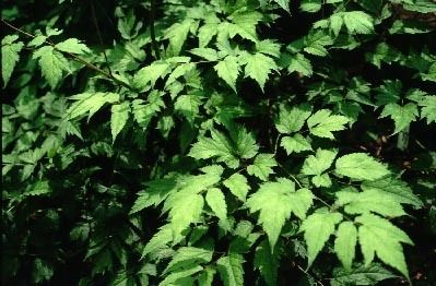 Black Cohosh P.E.