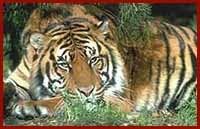 Delhi Agra-Ranthambore-Jaipur Tour By Mann Tourist Transport Service (Pvt) Ltd.