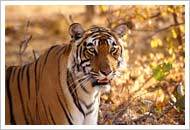 Wildlife Tours By The Caper Travel Company Private Limited