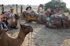 Camel Safari In Rajasthan Tour By Prish India Tours