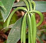 Vanilla Pods - Fermented and Dried Vanilla Planifolia, 10-15 cm Length, Natural Aroma with Crystalized Vanillin