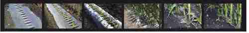 Truegreen Mulch Film