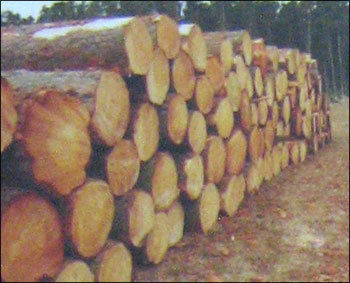 Wood Logs