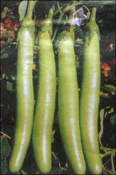 Brinjal Seeds