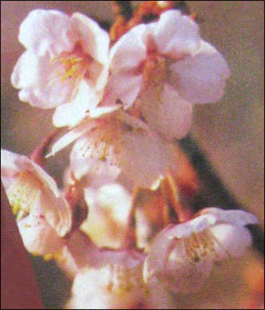 फ्लोरल एलिमेंट्स और डिज़ाइन