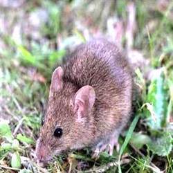 Rodent Control Services By Premier Pest Control Private Limited