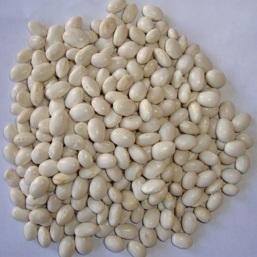 Small White Kidney Bean