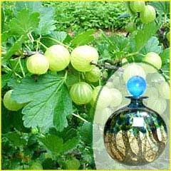 Herbal Amla Fragrance