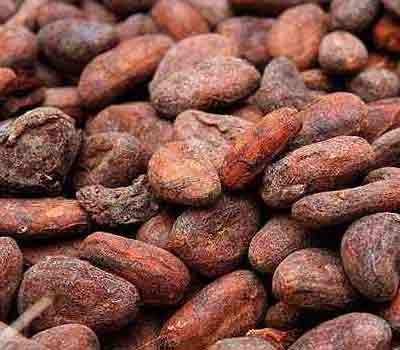 Cocoa Beans