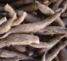 Fresh & Dried Cassava