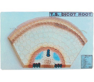 T.S. Dicot Root Model