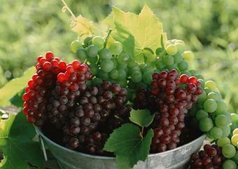 Grape Seed Extract