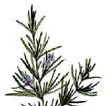 Rosemary Oil