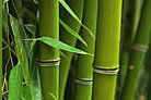 Bamboos