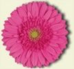 Cacharelle Gerbera Flowers