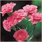 Carnation Flowers