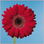 Gerbera Flowers