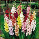 Gladiolus Flowers - Exotic Fresh Cut Variety | Direct From Farms, Exceptional Longevity, Freshly Cut Upon Order