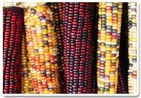 Maize