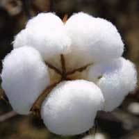 Raw Cotton