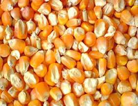 Maize