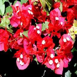 Bougainvilleas Flower