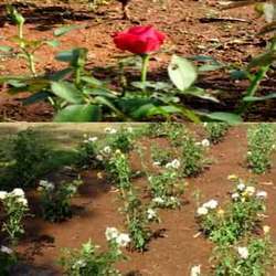 Flower Plants