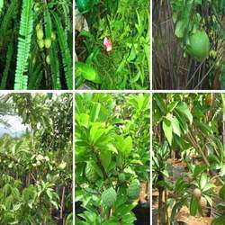 Fruits Plants