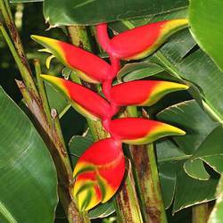 Heliconia Flower