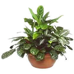 Indoor Plants