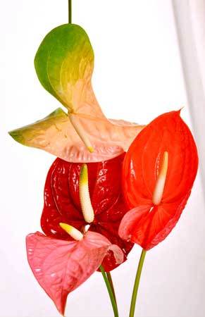 Anthurium Flowers