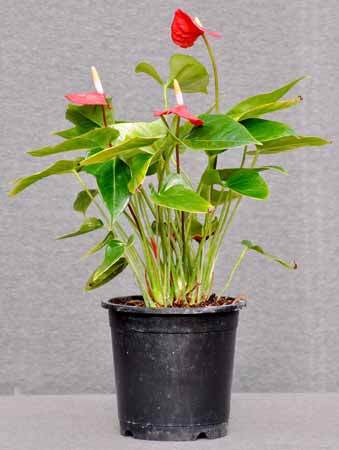 Anthurium Plant