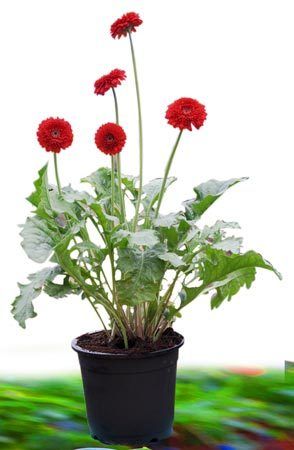 Gerbera Plant