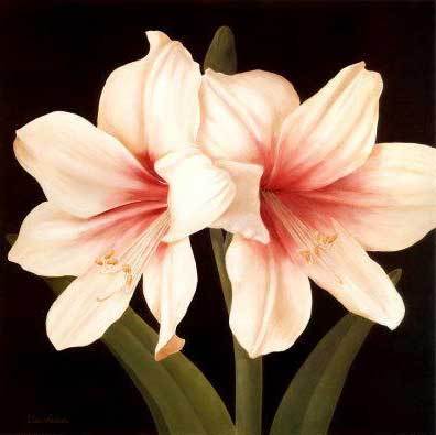 Lily Flower