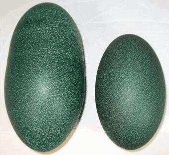 Emu Egg Shell