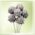 Artichoke Dry Flowers