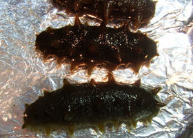 Sea Cucumber Extract