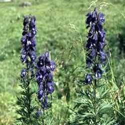 Attis (Aconitum Heterophyllum)