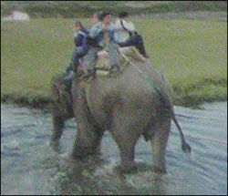 Elephant Safari Tour