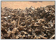 Ferrous Scrap