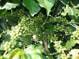 Green Coffee Extract 