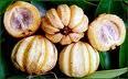 Garcinia Extract