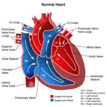 Heart Diseases Homeopathy Treatment