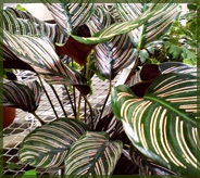 Calathea Plant