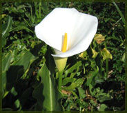 Brass Calla Lilies Flower