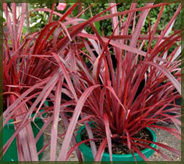 Cordyline