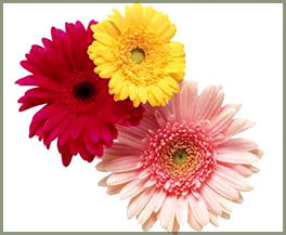 Gerbera Flowers