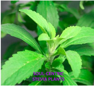 Stevia Plants