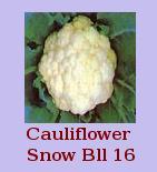 Cauliflower Snow Bll 16 Seeds