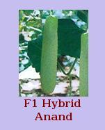 F1 Hybrid Anand Seeds